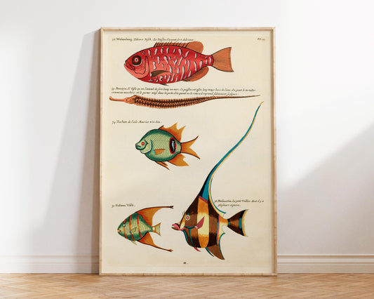Sea Life Fine Art Print, Marine Life Poster, Vintage Fish Illustrations Print by Louis Renard, Antique Surreal Wall Art, Sea Lover Gift