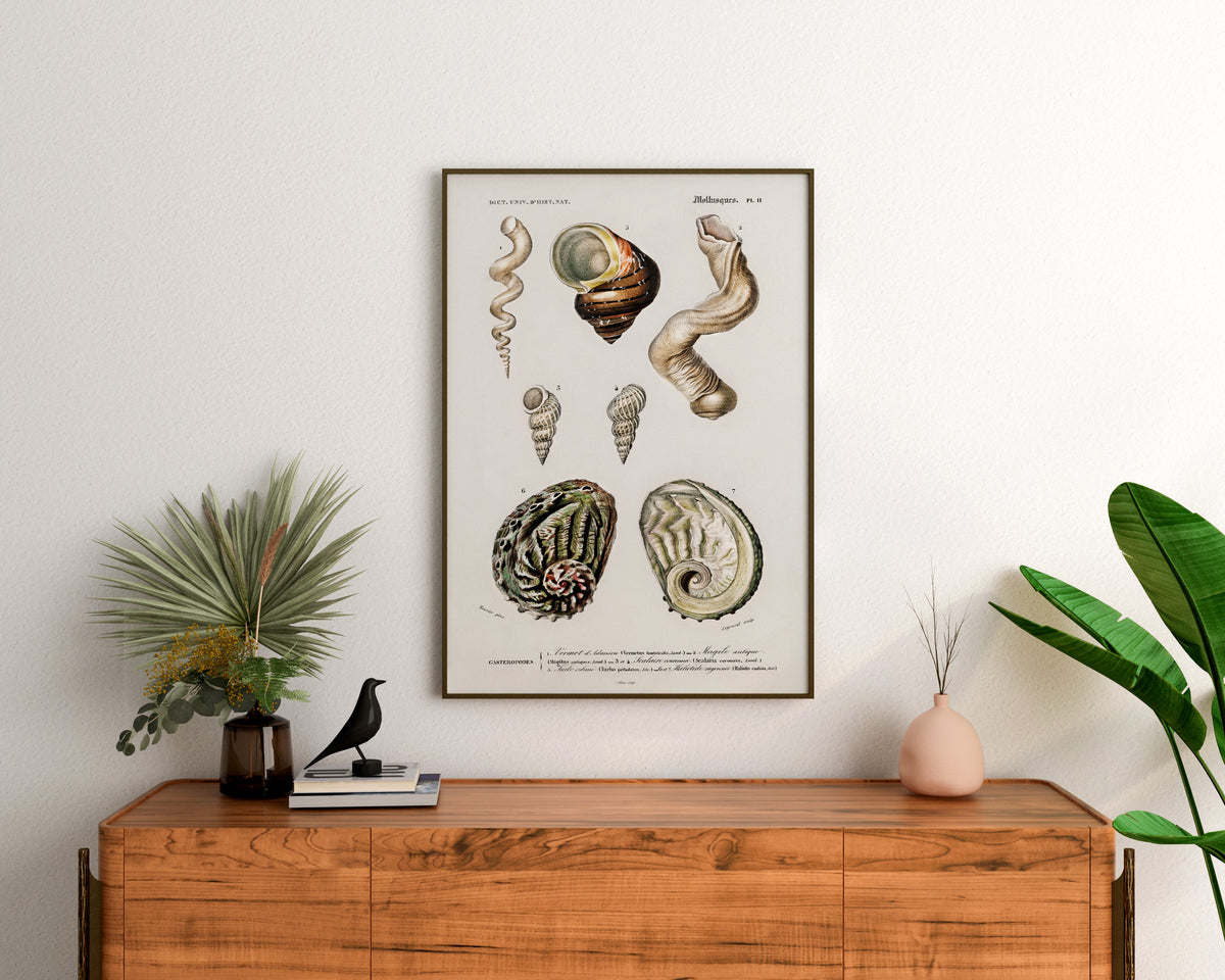 Marine Life Poster, Molluscs Varieties Print by Charles d'Orbigny, Vintage Shell Collection Poster, Antique Wall Art, Sea Lover Gift
