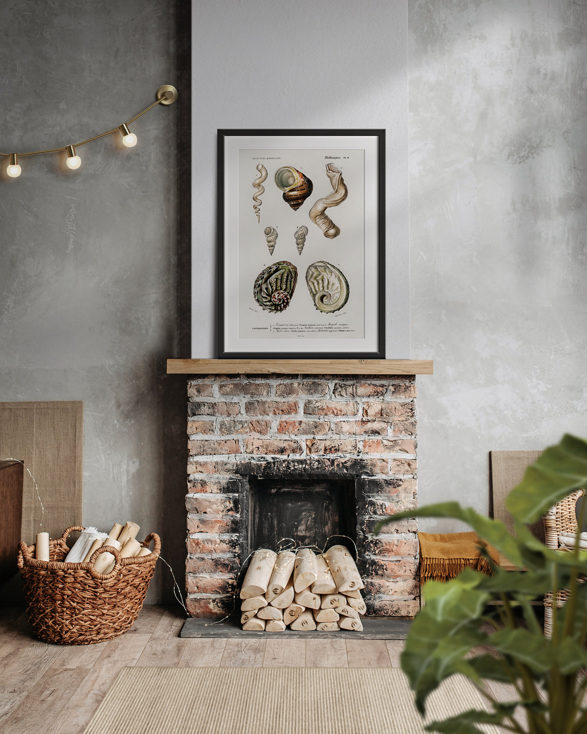 Marine Life Poster, Molluscs Varieties Print by Charles d'Orbigny, Vintage Shell Collection Poster, Antique Wall Art, Sea Lover Gift