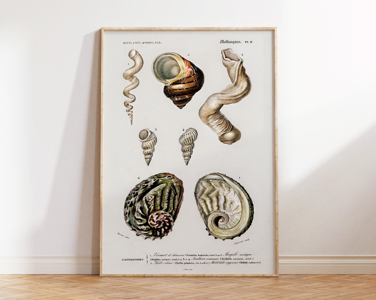 Marine Life Poster, Molluscs Varieties Print by Charles d'Orbigny, Vintage Shell Collection Poster, Antique Wall Art, Sea Lover Gift