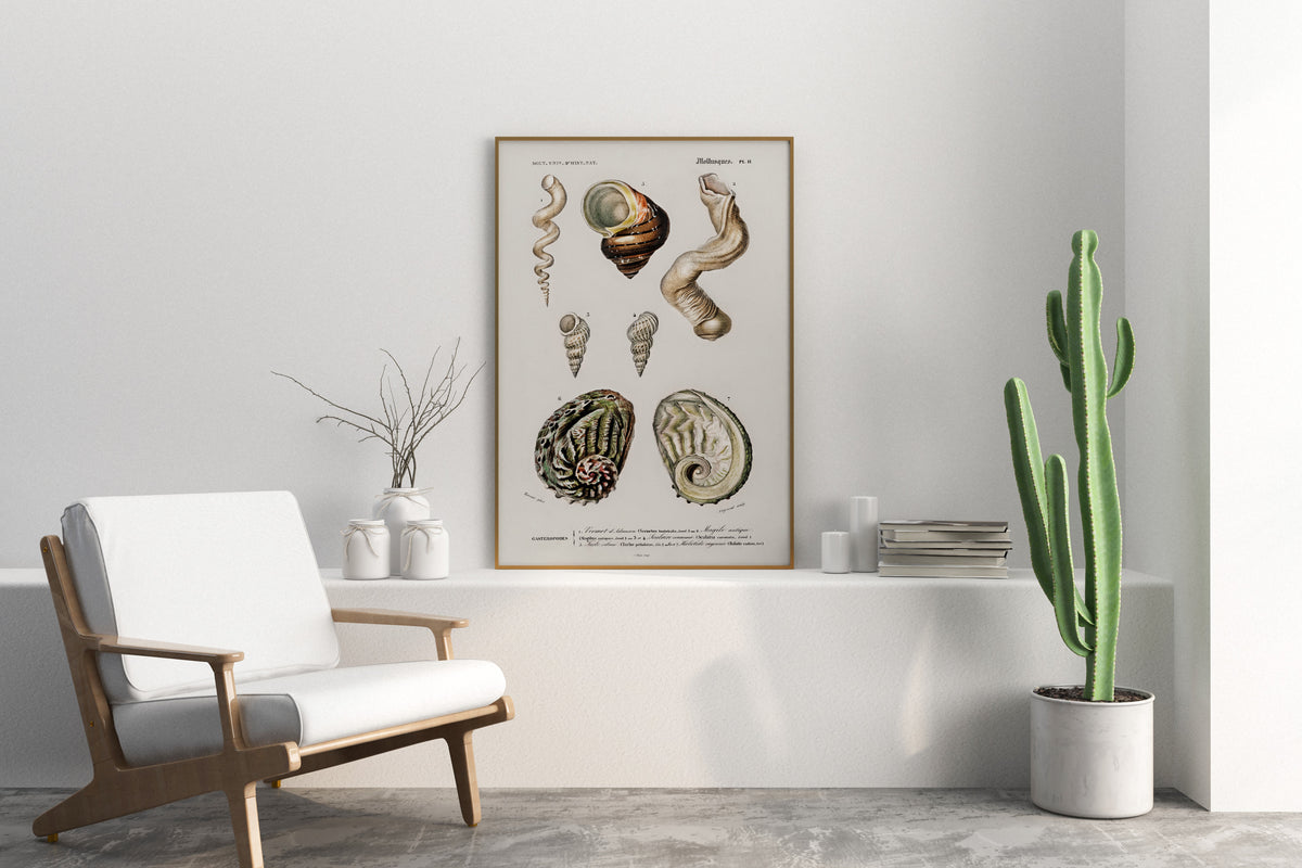 Marine Life Poster, Molluscs Varieties Print by Charles d'Orbigny, Vintage Shell Collection Poster, Antique Wall Art, Sea Lover Gift