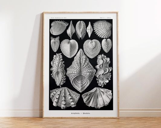 Shell Art Print by Ernst Haeckel, Marine Life Poster, Antique Sea Life Fine Art Print, Black & White Beach House Decor