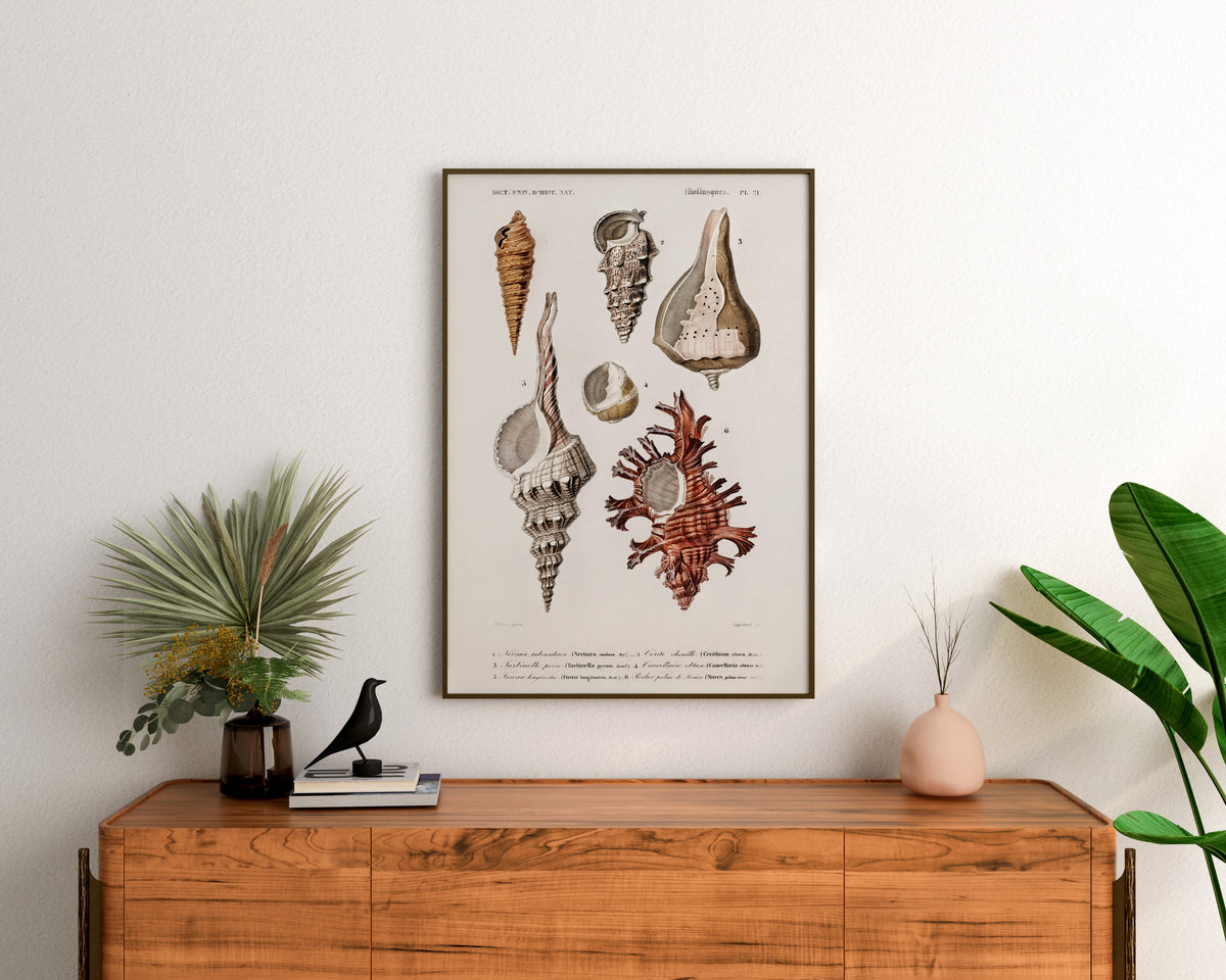 Marine Life Poster, Molluscs Varieties Print by Charles d'Orbigny, Vintage Shell Collection Poster, Antique Wall Art, Sea Lover Gift