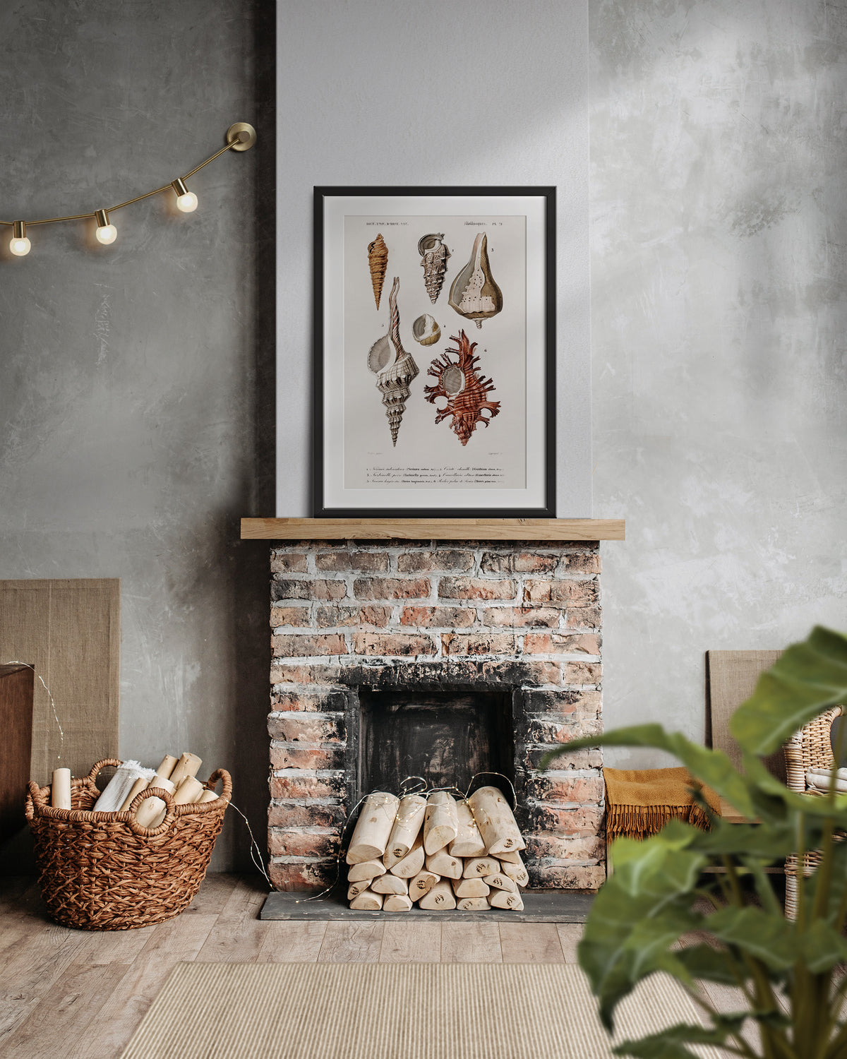 Marine Life Poster, Molluscs Varieties Print by Charles d'Orbigny, Vintage Shell Collection Poster, Antique Wall Art, Sea Lover Gift