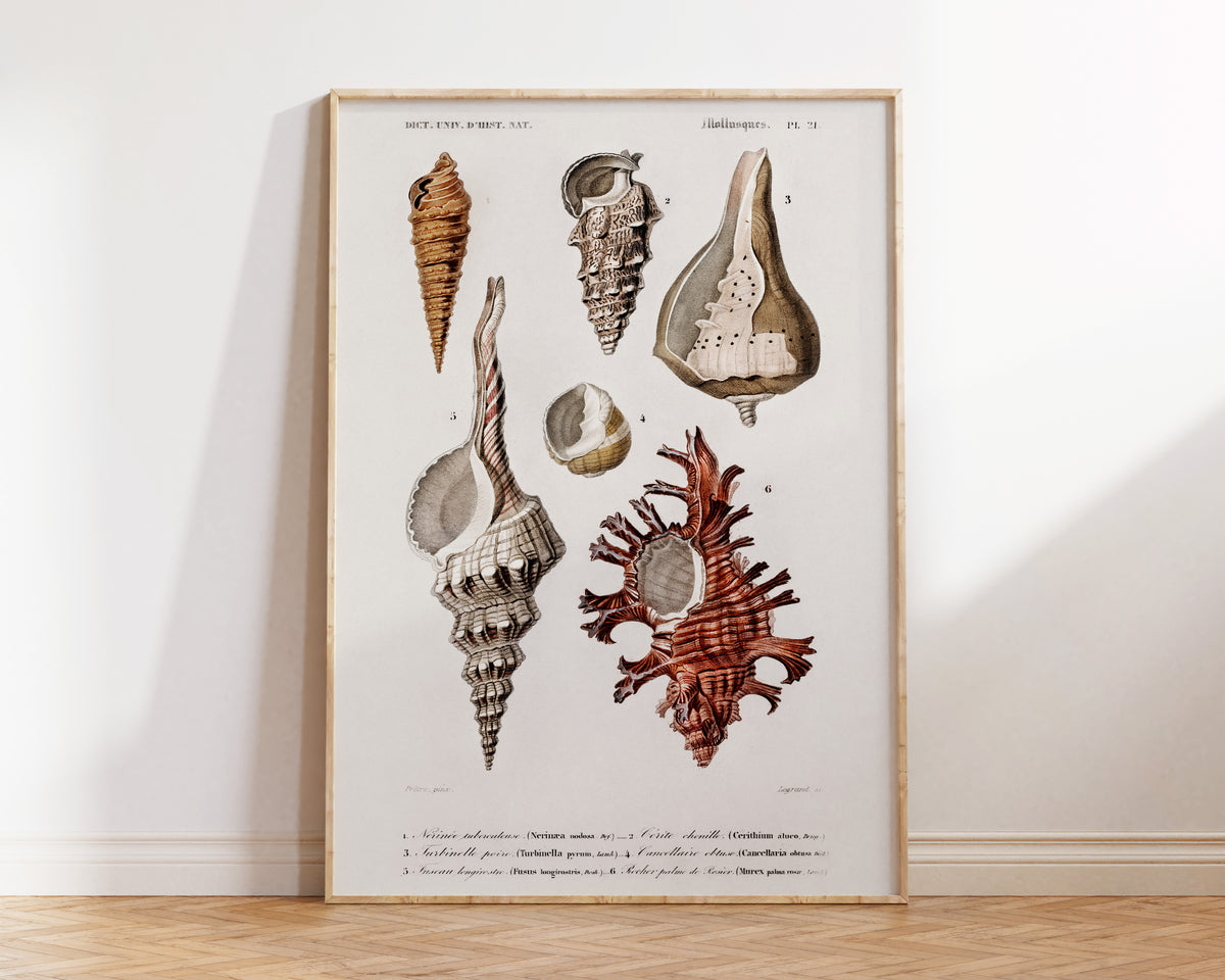 Marine Life Poster, Molluscs Varieties Print by Charles d'Orbigny, Vintage Shell Collection Poster, Antique Wall Art, Sea Lover Gift