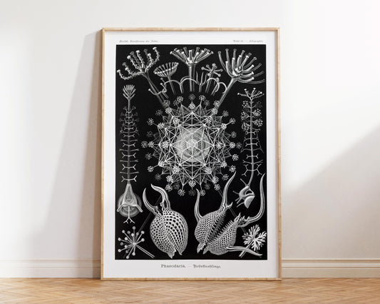 Sea Life Forms Art Print by Ernst Haeckel, Marine Life Poster, Antique Fine Art Print, Black & White Beach House Wall Art