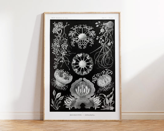 Sea Life Forms Art Print by Ernst Haeckel, Marine Life Poster, Antique Fine Art Print, Black & White Beach House Wall Art