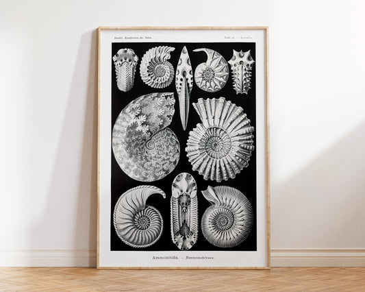 Vintage Shell Art Print by Ernst Haeckel, Marine Life Poster, Antique Sea Life Fine Art Print, Black & White Beach House Decor