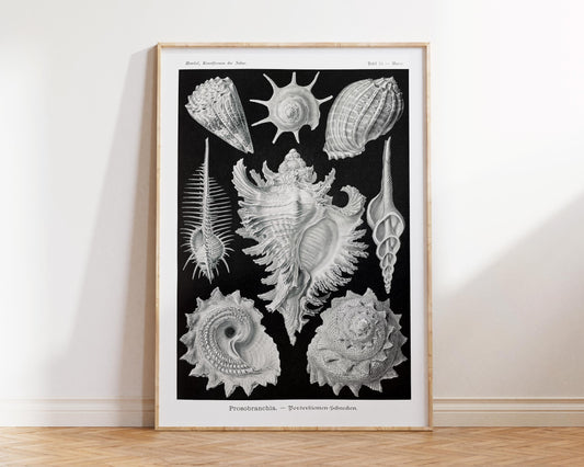 Vintage Shell Art Print by Ernst Haeckel, Marine Life Poster, Antique Sea Life Fine Art Print, Black & White Beach House Decor