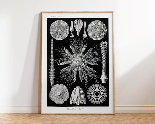 Vintage Sea Life Art Print by Ernst Haeckel, Marine Life Poster, Ocean Creatures Fine Art Print, Black & White Beach House Wall Art