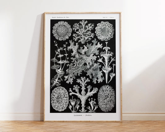 Vintage Sea Life Art Print by Ernst Haeckel, Marine Life Poster, Ocean Creatures Fine Art Print, Black & White Beach House Wall Art