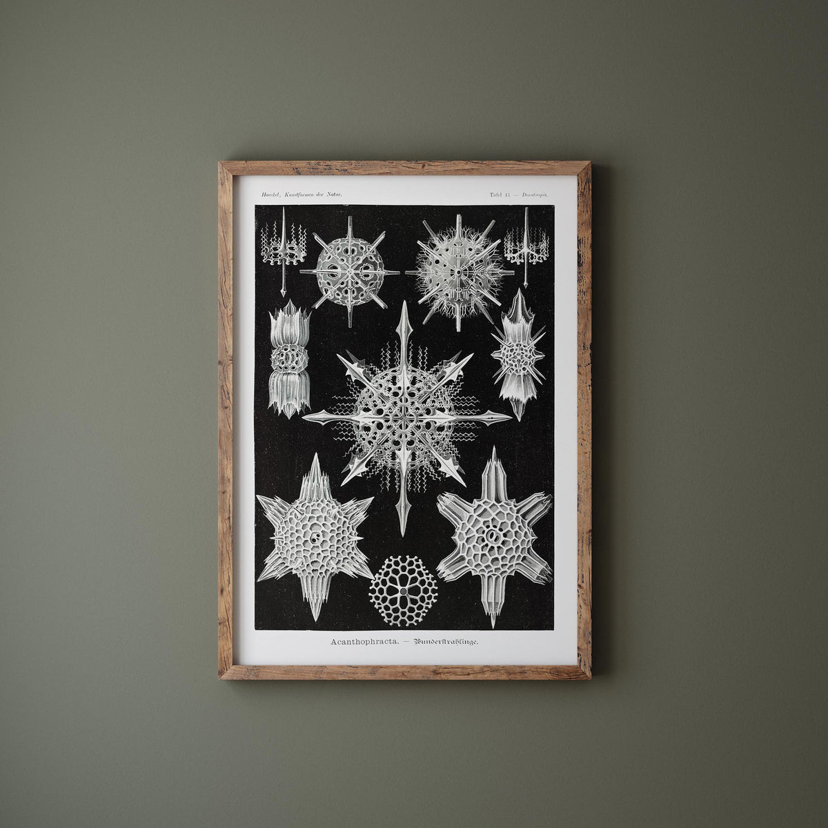 Ernst Haeckel Fine Art Print, Acanthophracta–Wunderstrahlinge Poster, Vintage Black & White Wall Art, Antique Drawing Reproduction