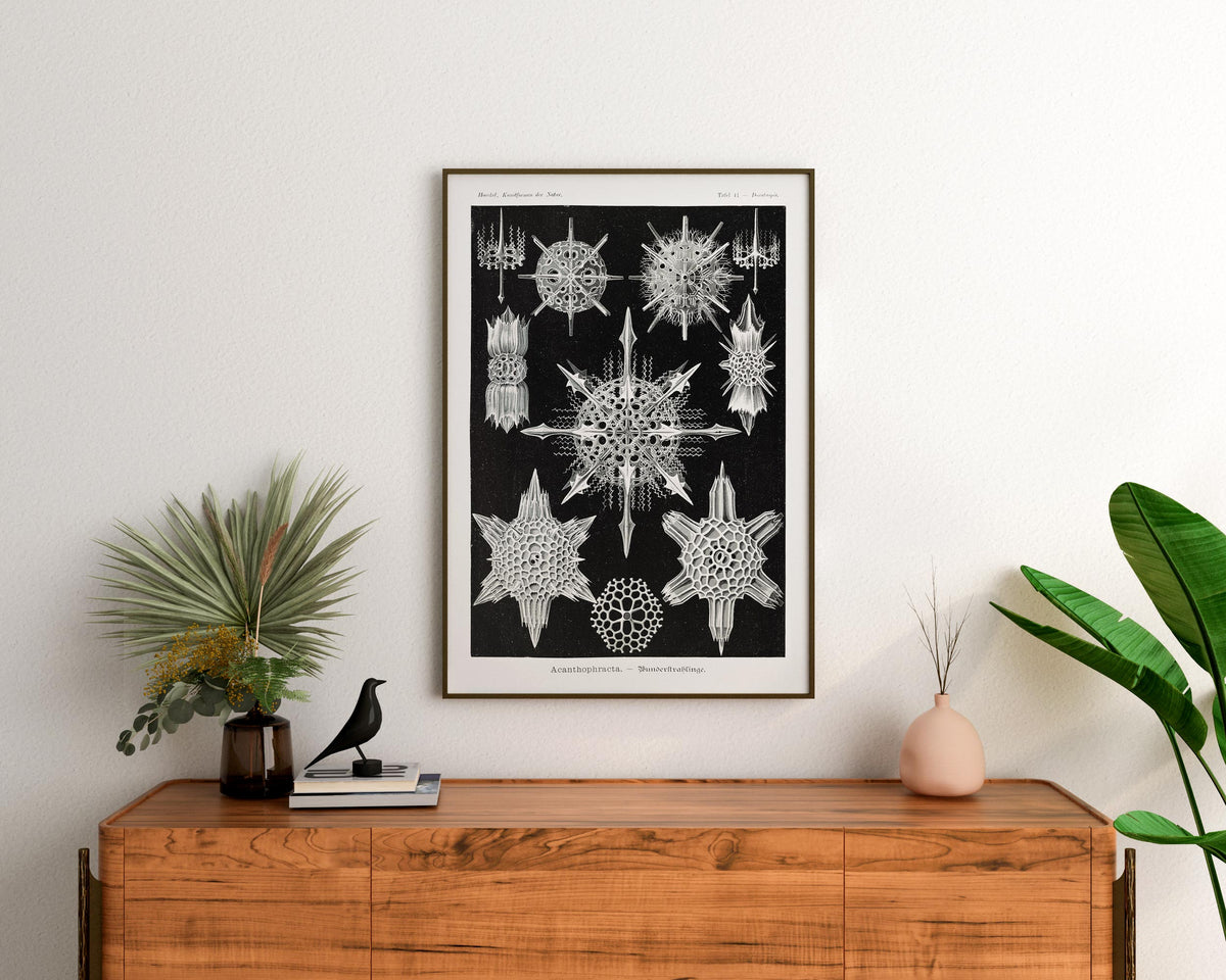 Ernst Haeckel Fine Art Print, Acanthophracta–Wunderstrahlinge Poster, Vintage Black & White Wall Art, Antique Drawing Reproduction