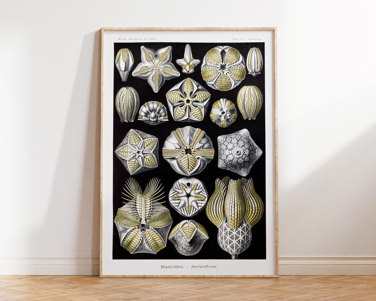 Ernst Haeckel Starfish Print, Vintage Sea Life Poster, Antique Marine Life Drawing Reproduction, Black & White Beach House Wall Art