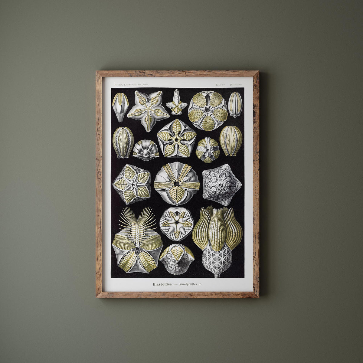 Ernst Haeckel Starfish Print, Vintage Sea Life Poster, Antique Marine Life Drawing Reproduction, Black & White Beach House Wall Art