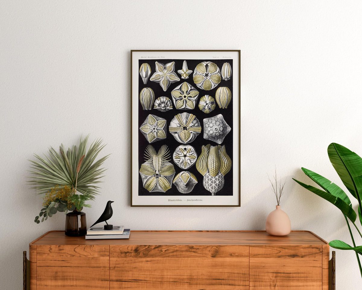 Ernst Haeckel Starfish Print, Vintage Sea Life Poster, Antique Marine Life Drawing Reproduction, Black & White Beach House Wall Art