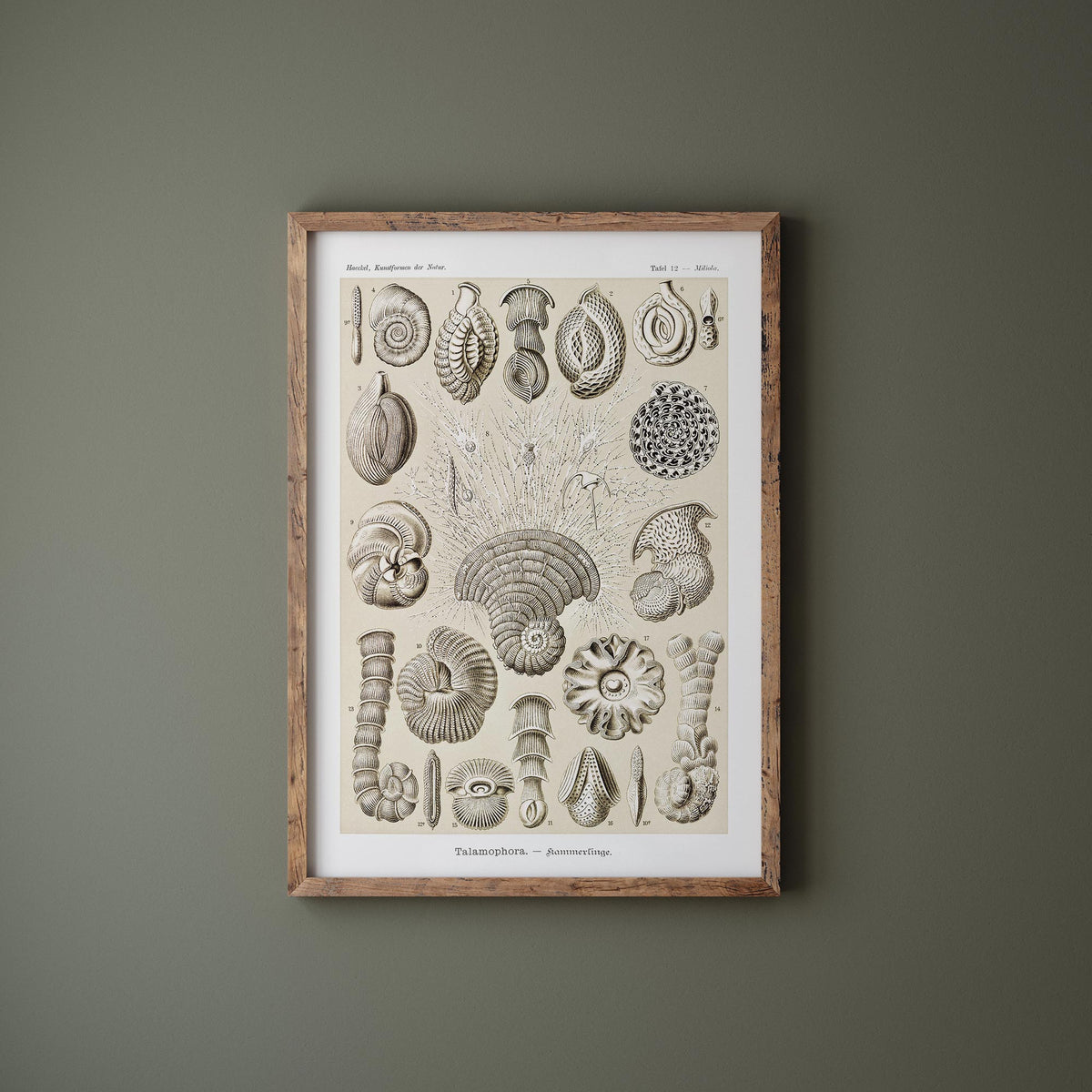 Sea Life Art Print, Talamophora–Kammerlinge Print by Ernst Haeckel, Marine Life Poster, Antique Art Reproduction Print