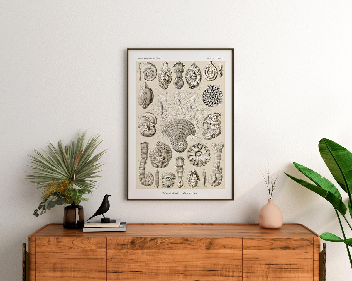 Sea Life Art Print, Talamophora–Kammerlinge Print by Ernst Haeckel, Marine Life Poster, Antique Art Reproduction Print