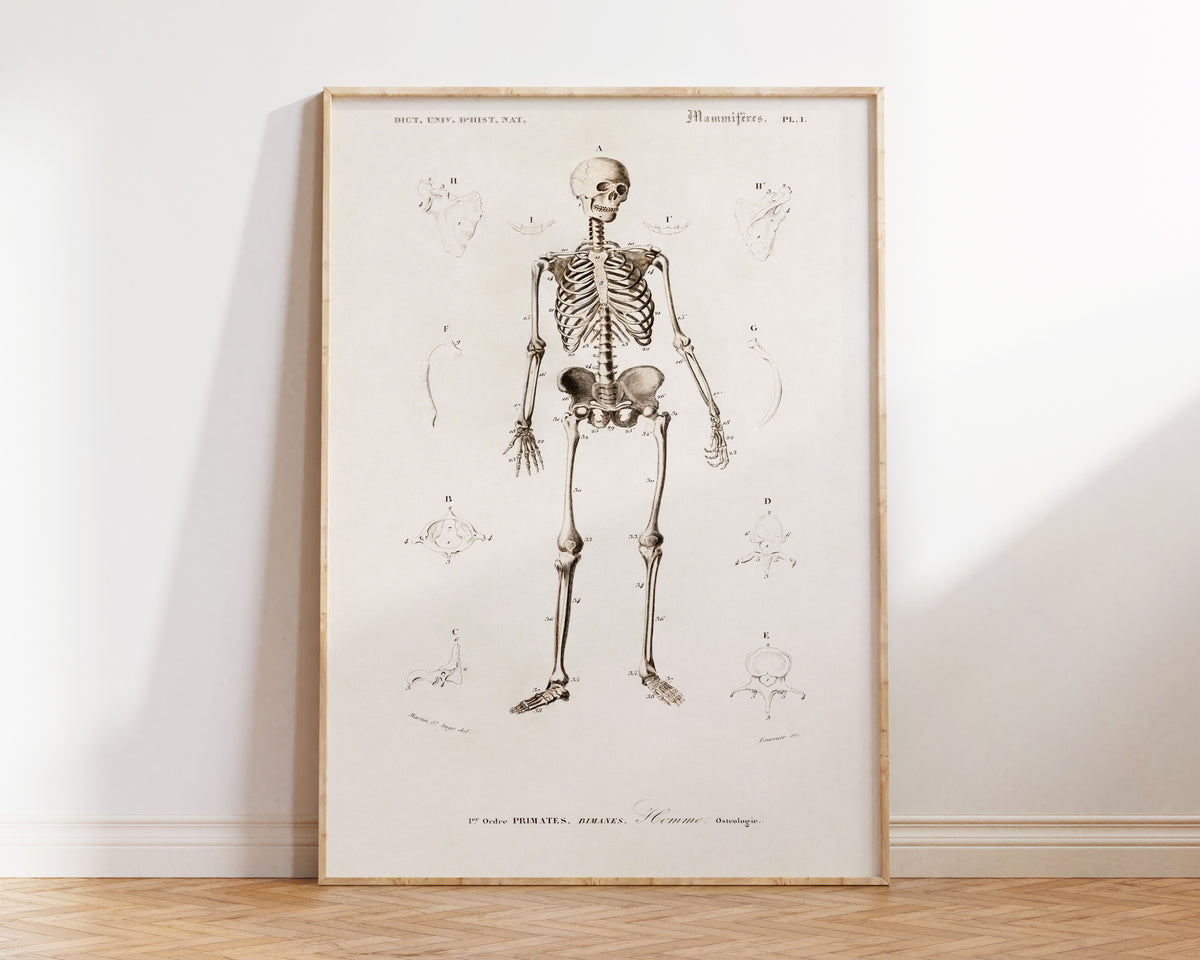 Human Skeleton Illustration Print by Charles Dessalines d'Orbigny, Vintage Human Anatomy Wall Art, Antique Human Body Bones Poster