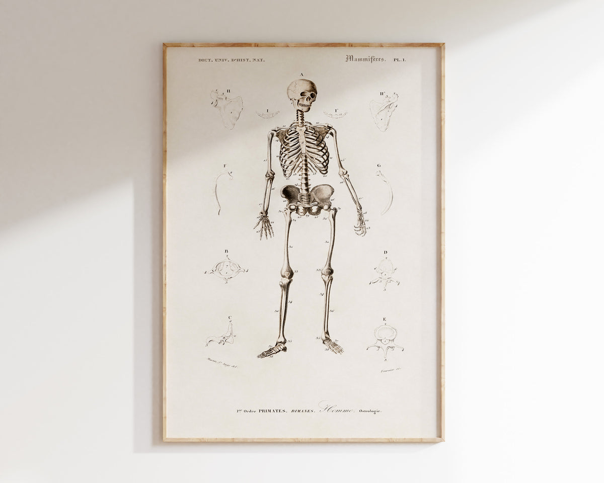 Human Skeleton Illustration Print by Charles Dessalines d'Orbigny, Vintage Human Anatomy Wall Art, Antique Human Body Bones Poster